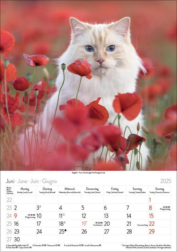 Bild: 9783731876168 | Katzen 2025 | Verlag Korsch | Kalender | Spiralbindung | 13 S. | 2025