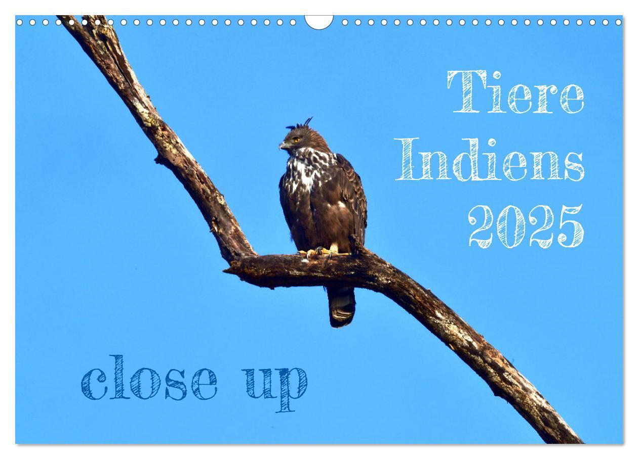 Cover: 9783435817092 | Tiere Indiens close up (Wandkalender 2025 DIN A3 quer), CALVENDO...