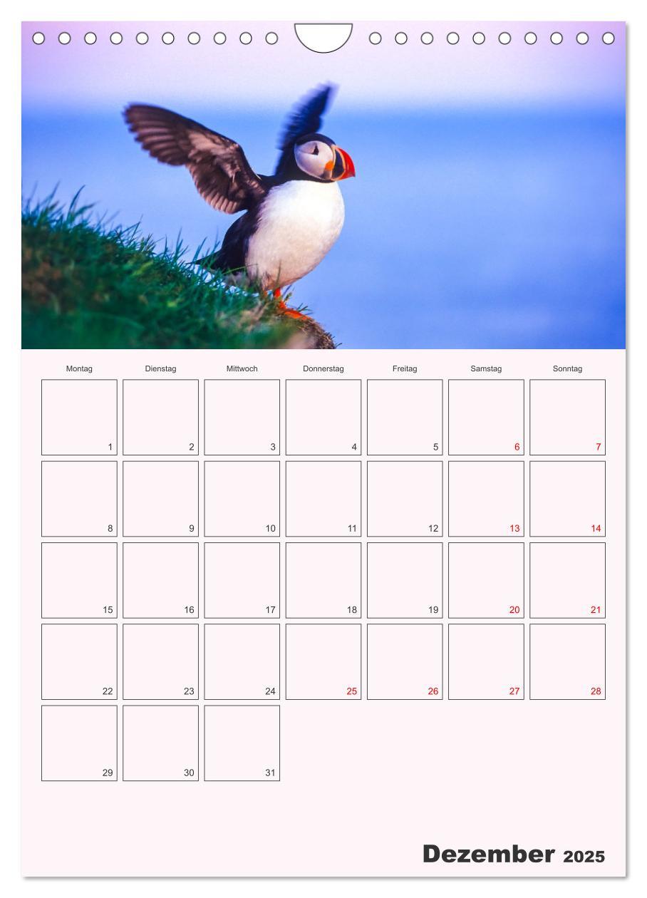 Bild: 9783435927678 | Papageitaucher Monatsplaner (Wandkalender 2025 DIN A4 hoch),...