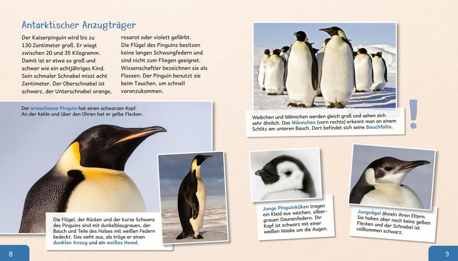 Bild: 9783480236398 | Meine große Tierbibliothek: Der Pinguin | Jens Poschadel | Buch | 2020