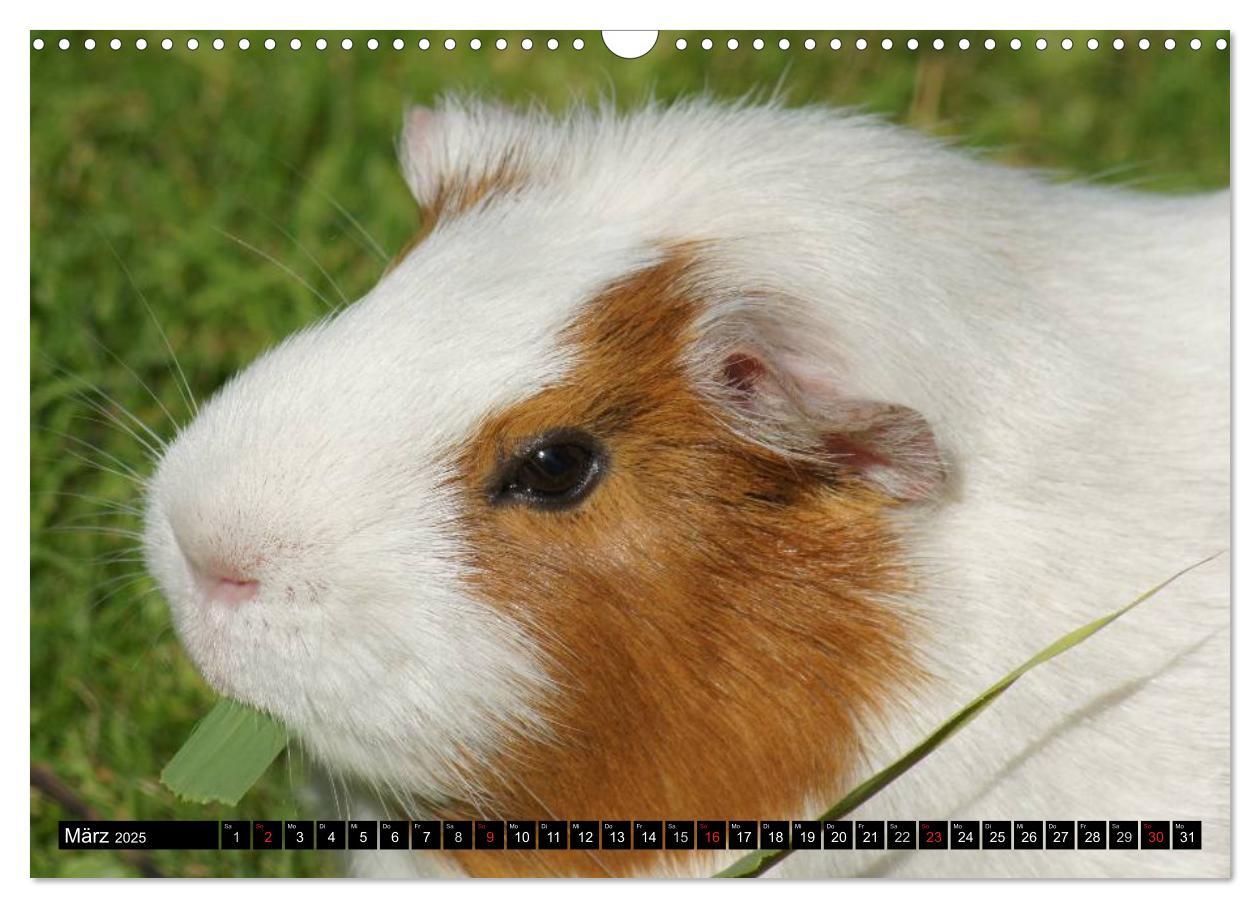 Bild: 9783435792054 | Kuschelige Meerschweinchen (Wandkalender 2025 DIN A3 quer),...