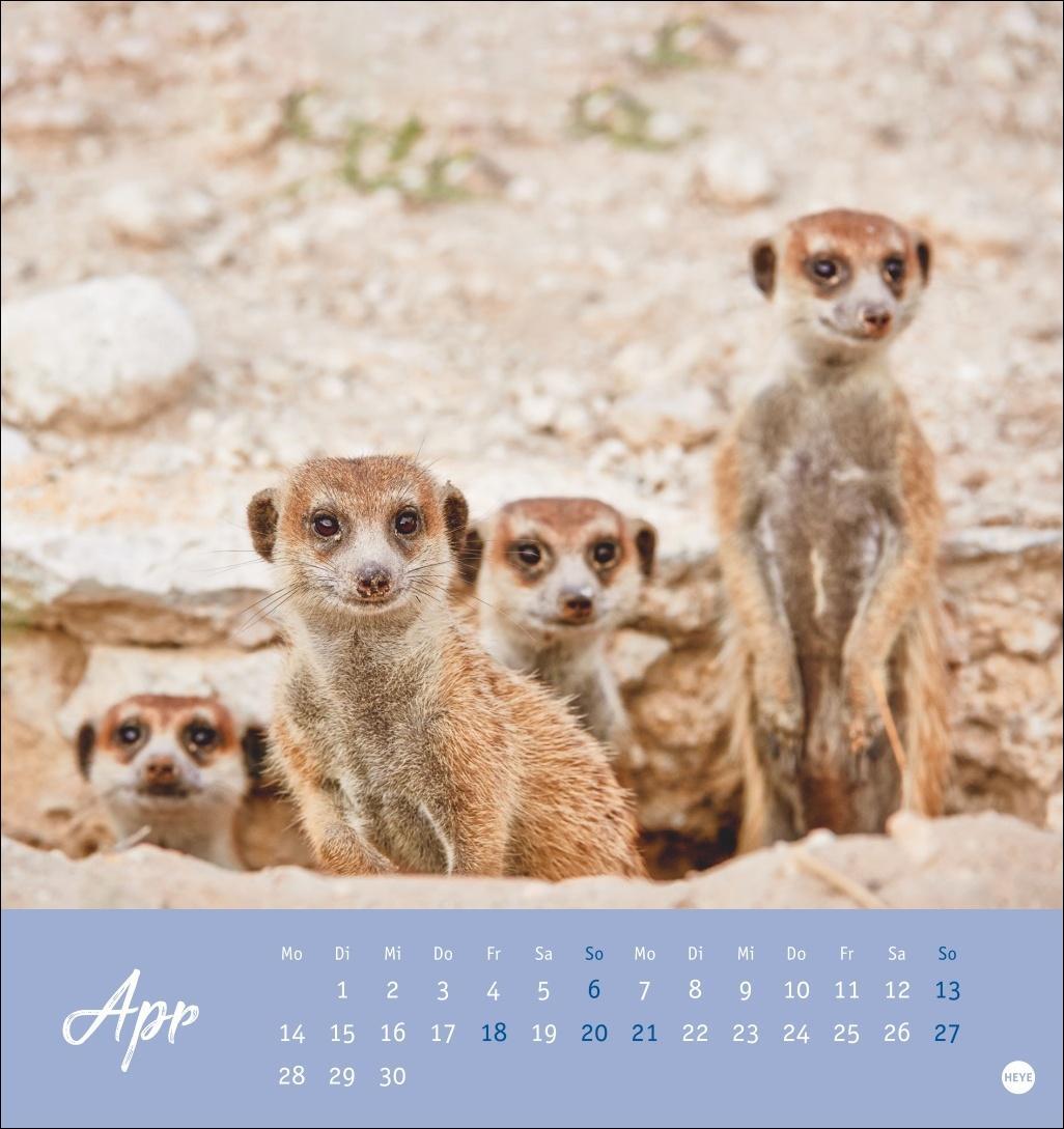 Bild: 9783756407163 | Erdmännchen Postkartenkalender 2025 | Heye | Kalender | Spiralbindung