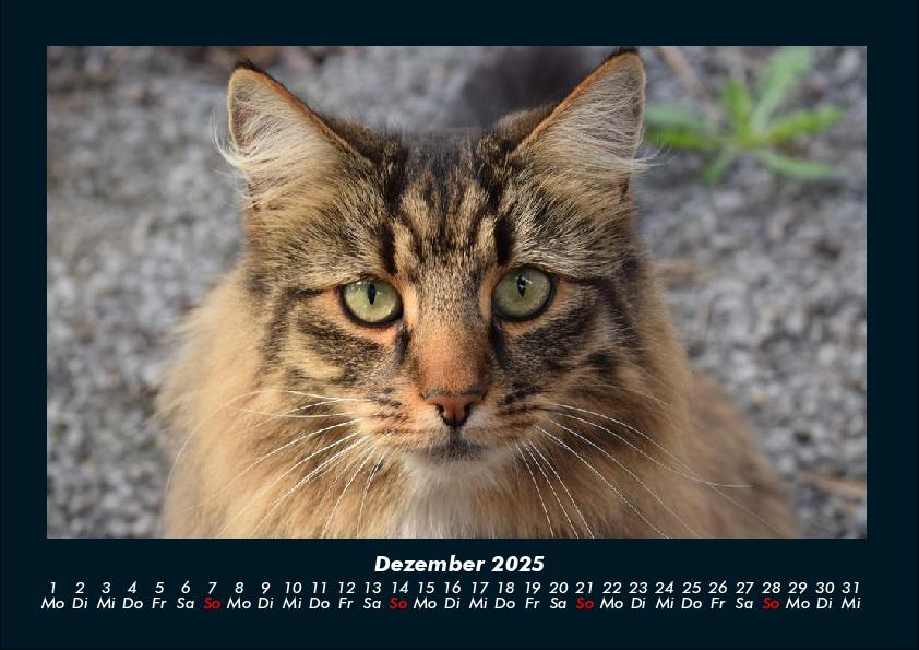 Bild: 9783755970750 | Für Katzenfreunde 2025 Fotokalender DIN A4 | Tobias Becker | Kalender