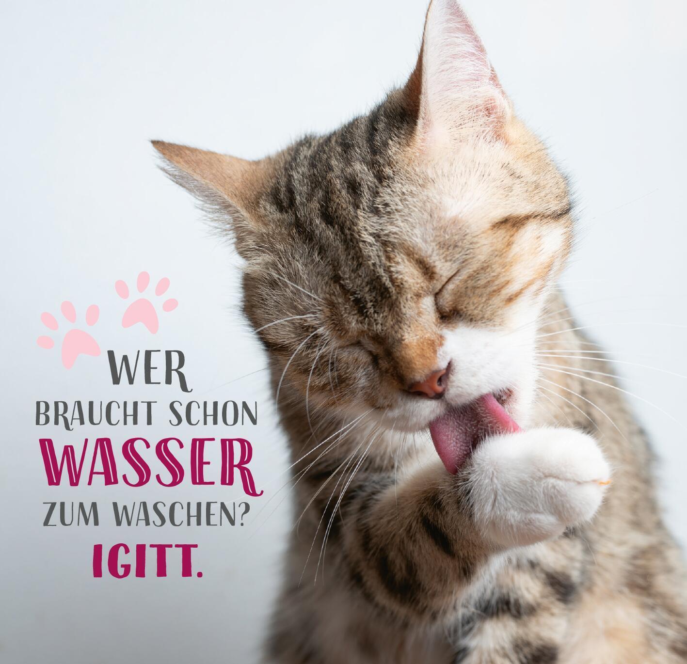 Bild: 9783845855943 | Die ganze Wahrheit über deine Katze | Was Katzen wirklich denken!