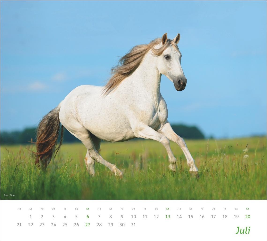 Bild: 9783756406890 | Pferde Bildkalender 2025 | Kalender | times&amp;more Kalender Heye | 14 S.