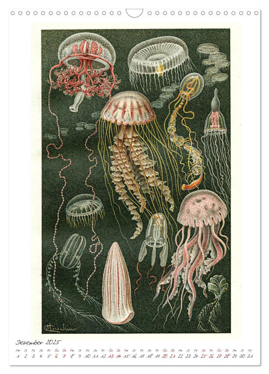 Bild: 9783435978632 | Formenspiele der Evolution. Chromolithographien des 19....