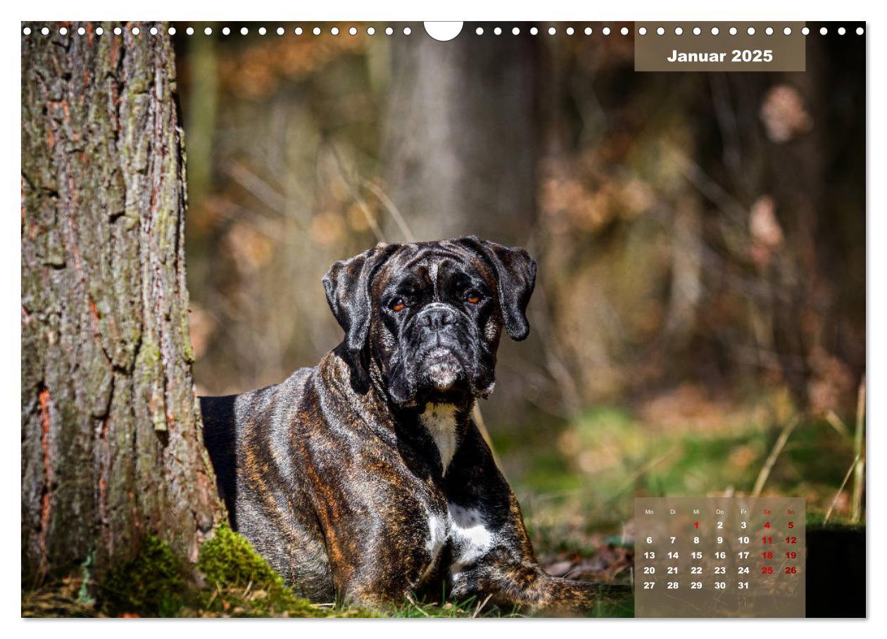 Bild: 9783435110667 | Boxer Frech und fröhlich durch das Jahr (Wandkalender 2025 DIN A3...