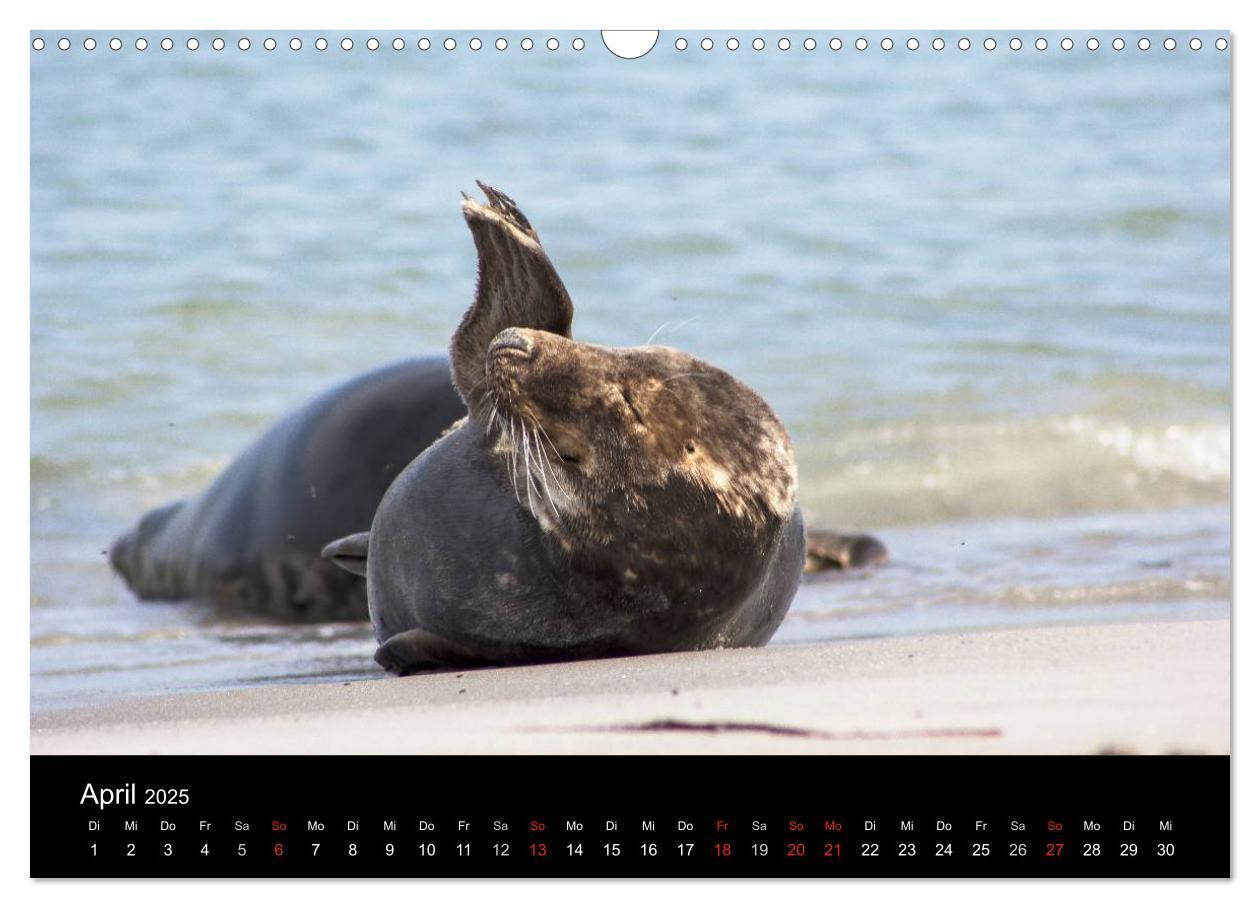 Bild: 9783435730766 | Helgoland - idyllische Nordseeinsel (Wandkalender 2025 DIN A3...