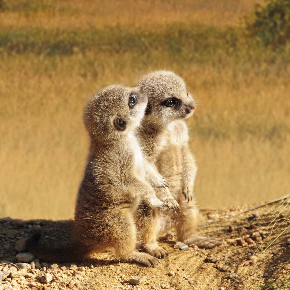 Bild: 9783959294683 | Meerkats/Erdmännchen 2025 | Kalender 2025 | Kalender | Drahtheftung