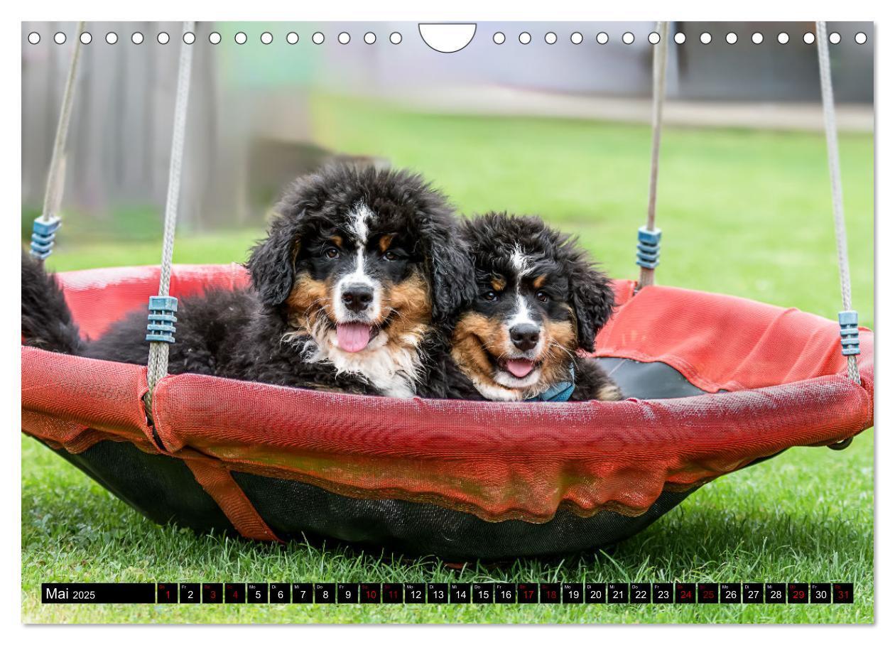 Bild: 9783457182475 | Berner Sennenhunde - Faszinierende Herzensbrecher (Wandkalender...