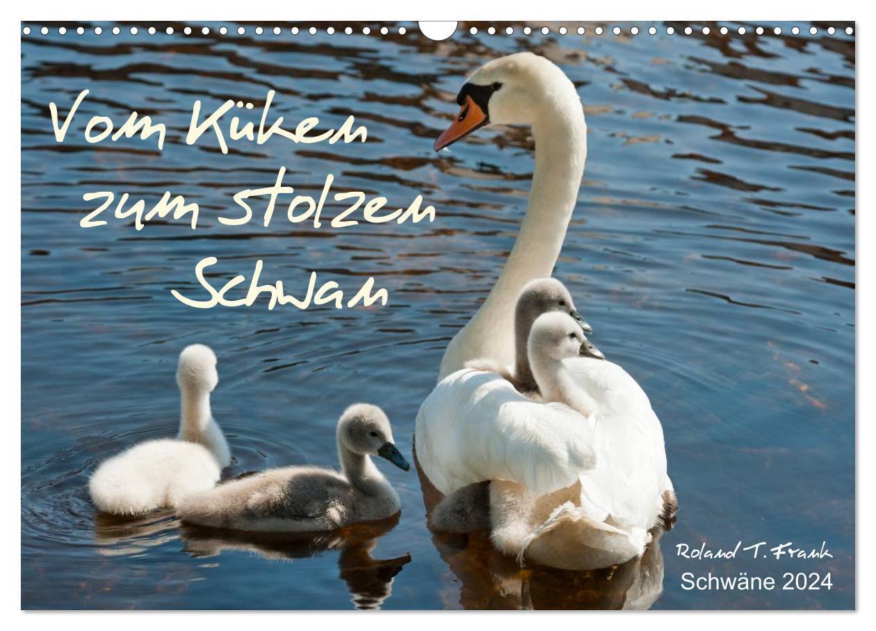 Cover: 9783383603877 | Vom Küken zum stolzen Schwan (Wandkalender 2024 DIN A3 quer),...
