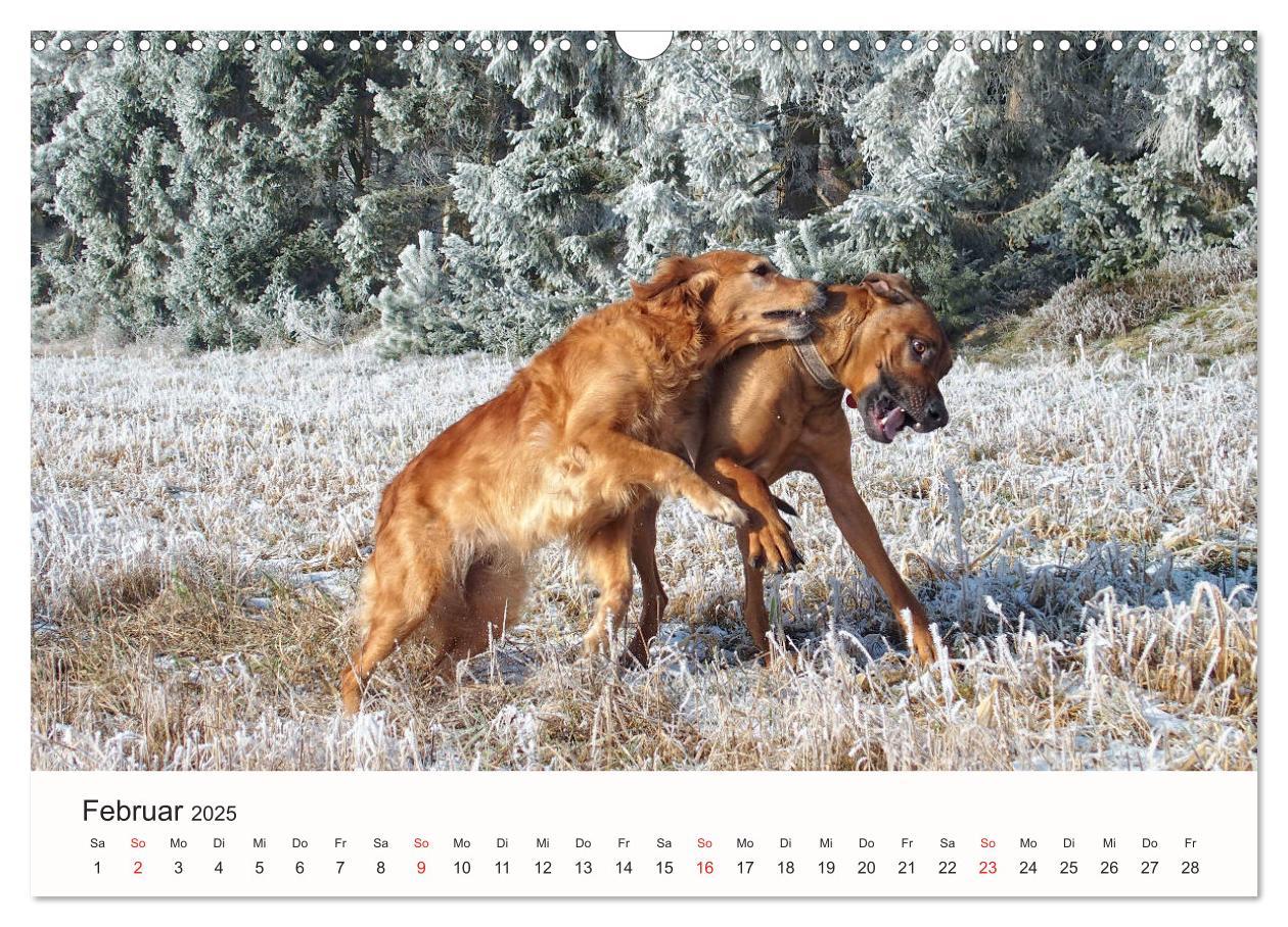 Bild: 9783435482351 | Rhodesian Ridgeback Schönheit aus Afrika (Wandkalender 2025 DIN A3...