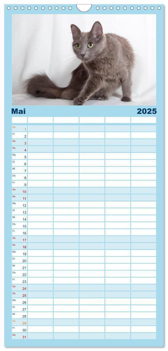 Bild: 9783457121764 | Familienplaner 2025 - Nebelung Katzen mit 5 Spalten (Wandkalender,...