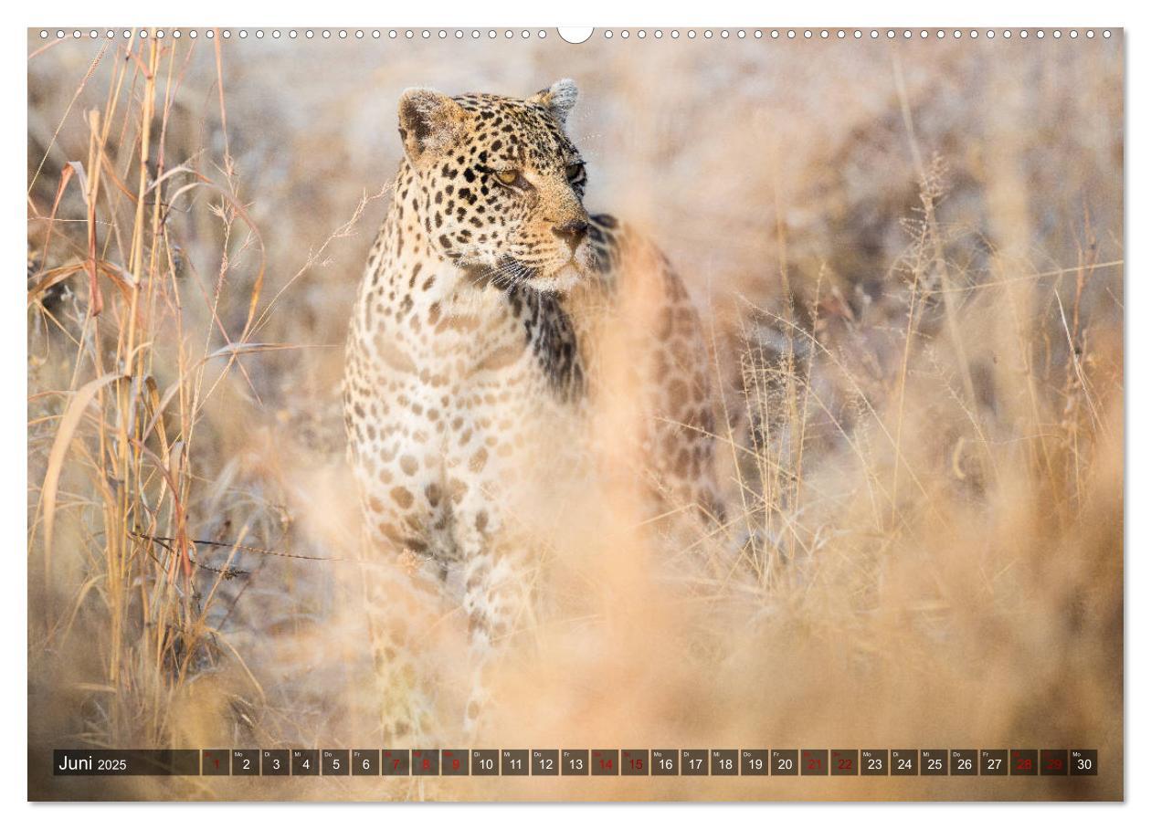 Bild: 9783435423613 | Safari in Tansania (Wandkalender 2025 DIN A2 quer), CALVENDO...