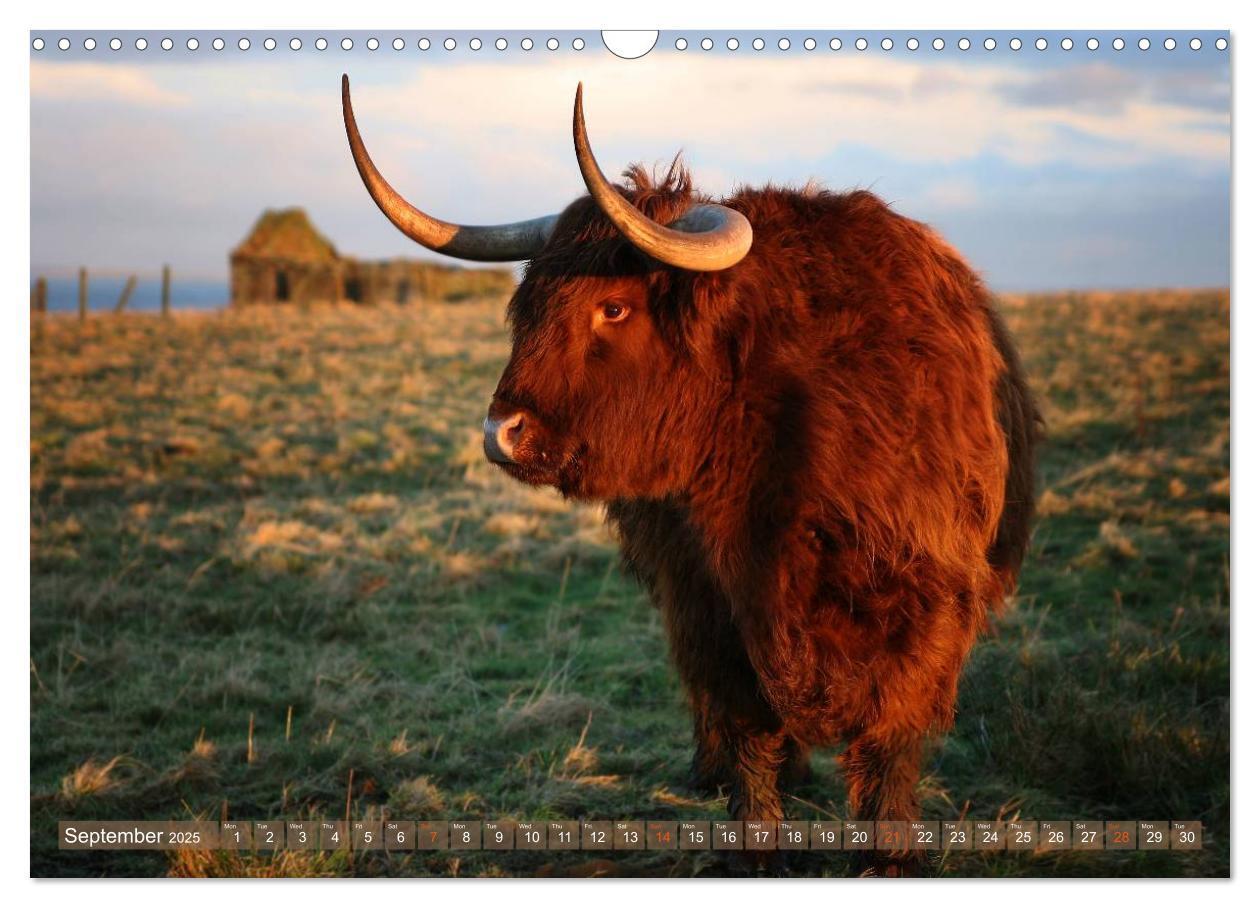 Bild: 9781325994229 | Highland Cattle - Native Breed of Scotland (Wall Calendar 2025 DIN...