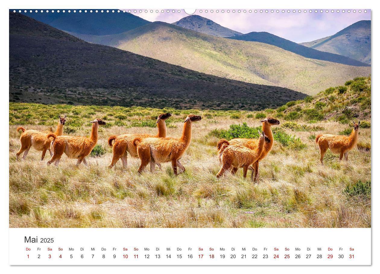 Bild: 9783435003068 | Lamas und Alpakas - Die weichen Neuweltkamele. (Wandkalender 2025...