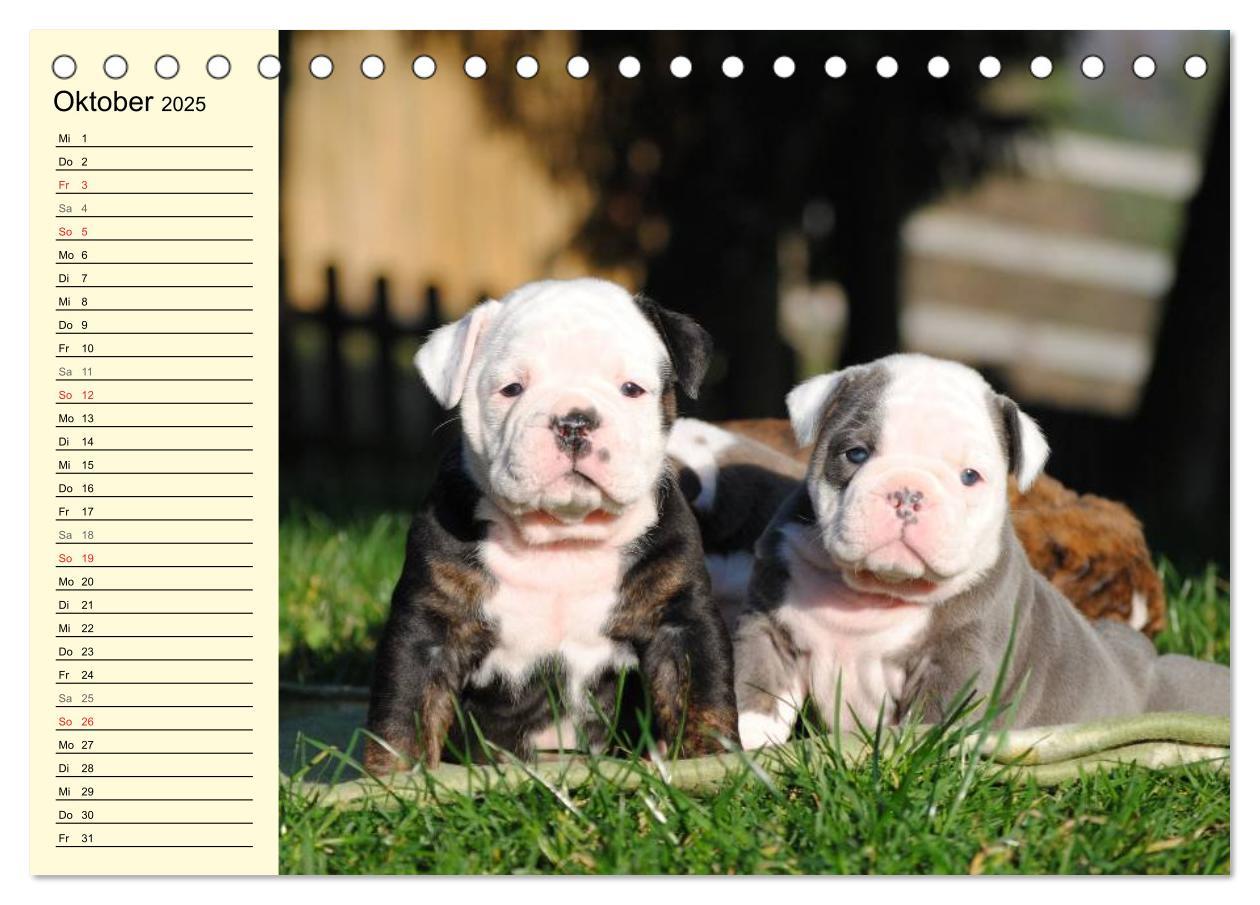 Bild: 9783435533497 | Bulldoggen-Moppelchen (Tischkalender 2025 DIN A5 quer), CALVENDO...