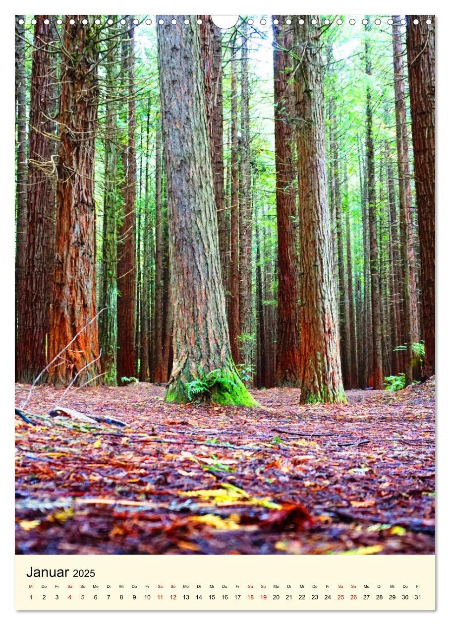 Bild: 9783435978991 | Redwoods - Faszination Mammutbäume (Wandkalender 2025 DIN A3 hoch),...