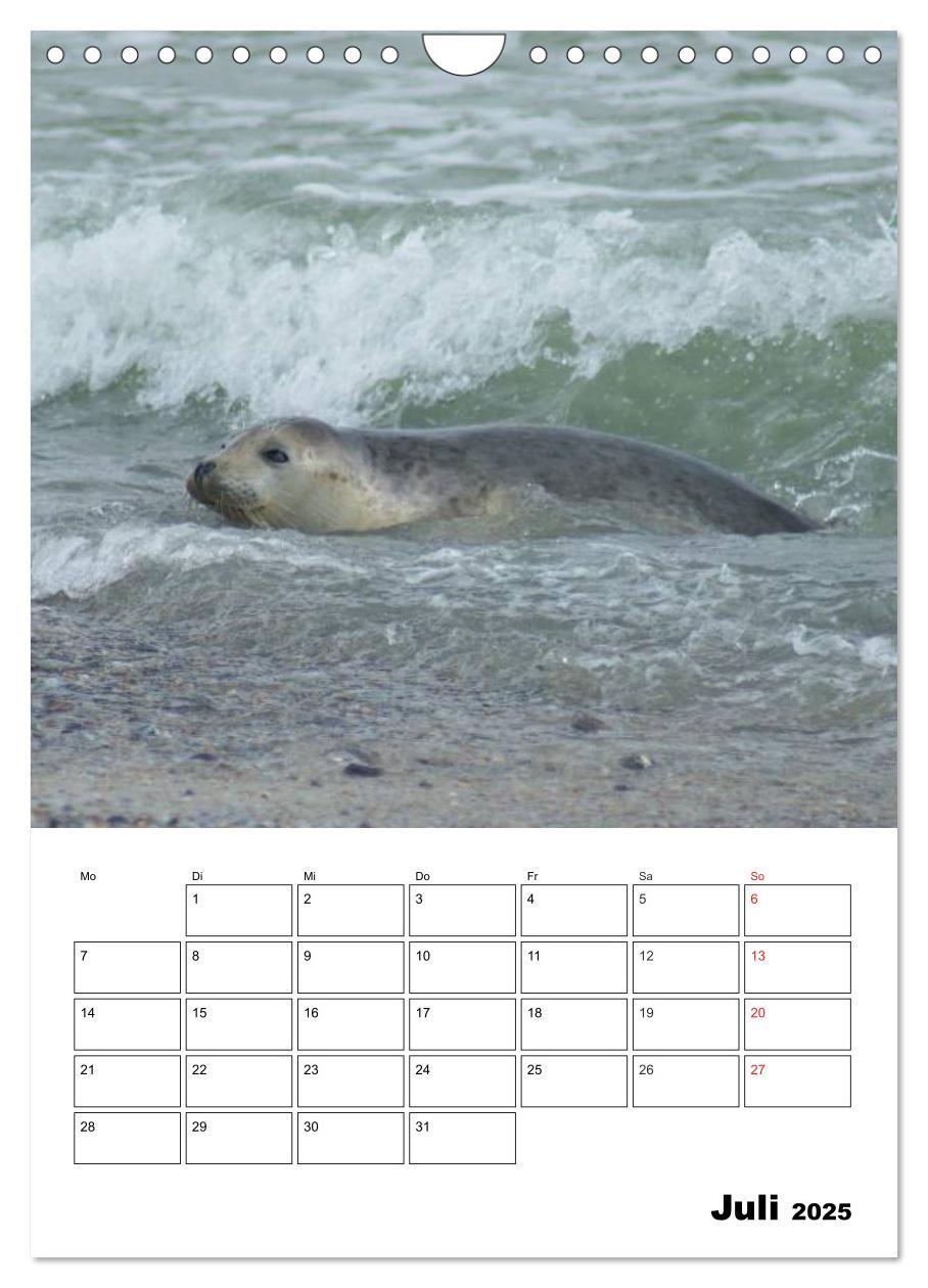 Bild: 9783457010945 | Liebenswerte Robben (Wandkalender 2025 DIN A4 hoch), CALVENDO...