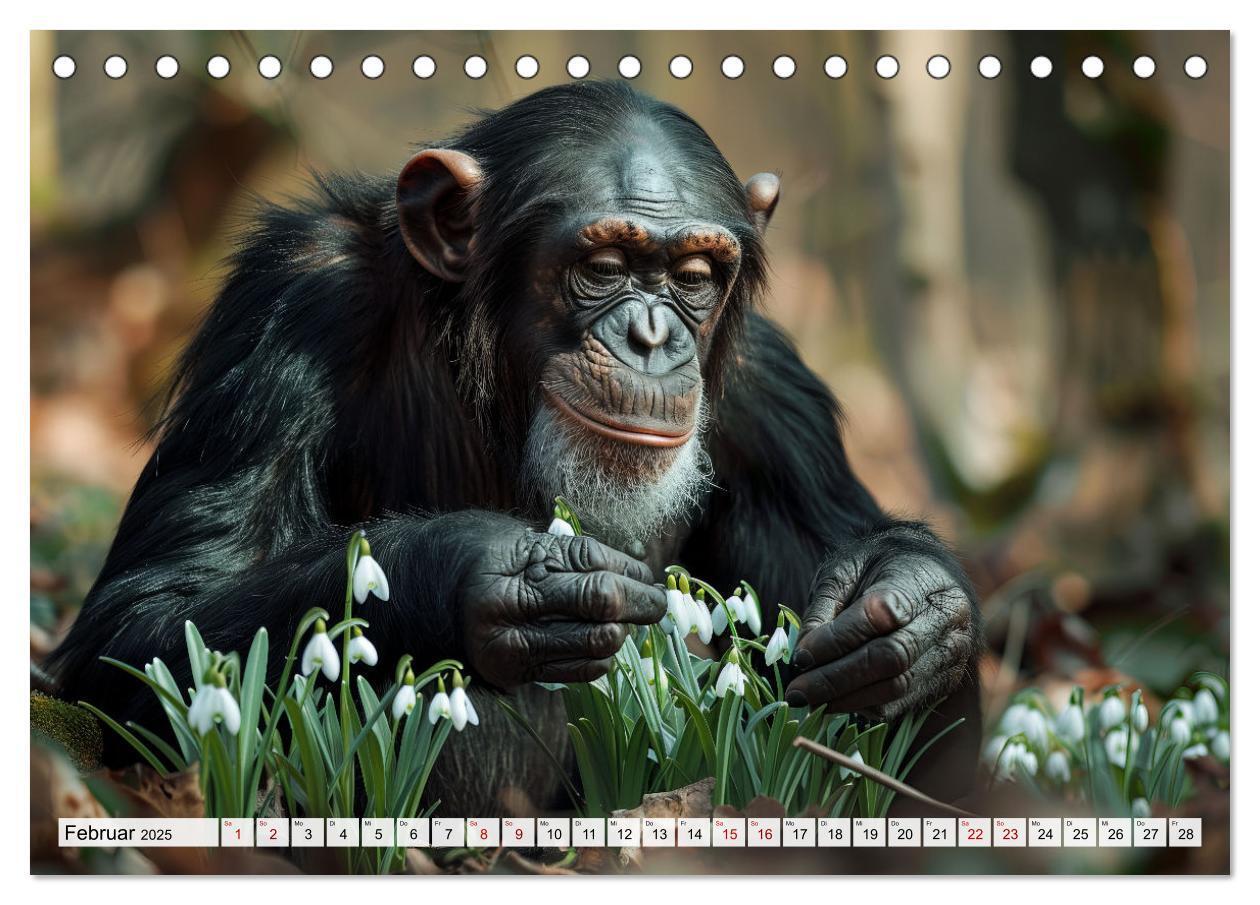 Bild: 9783383820663 | Schimpansen - Ein Jahr mit Menschenaffen. (Tischkalender 2025 DIN...