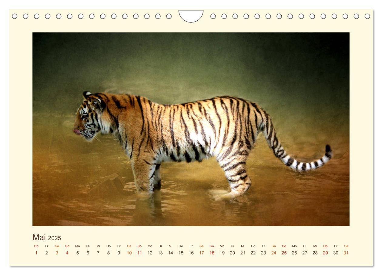 Bild: 9783435449378 | Sibirische Tigerportraits (Wandkalender 2025 DIN A4 quer), CALVENDO...