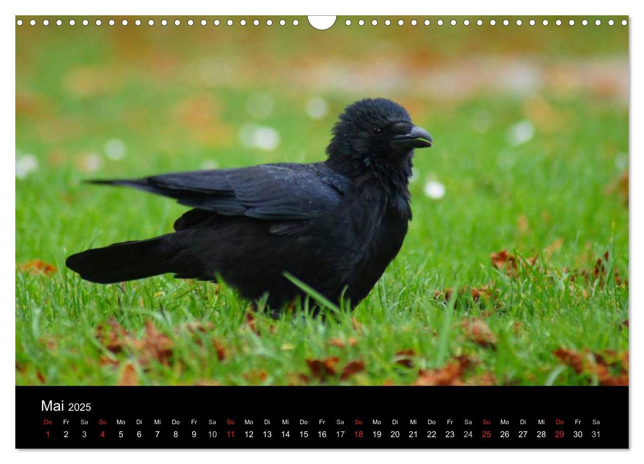 Bild: 9783435811373 | Das Leben der Rabenvögel (Wandkalender 2025 DIN A3 quer), CALVENDO...