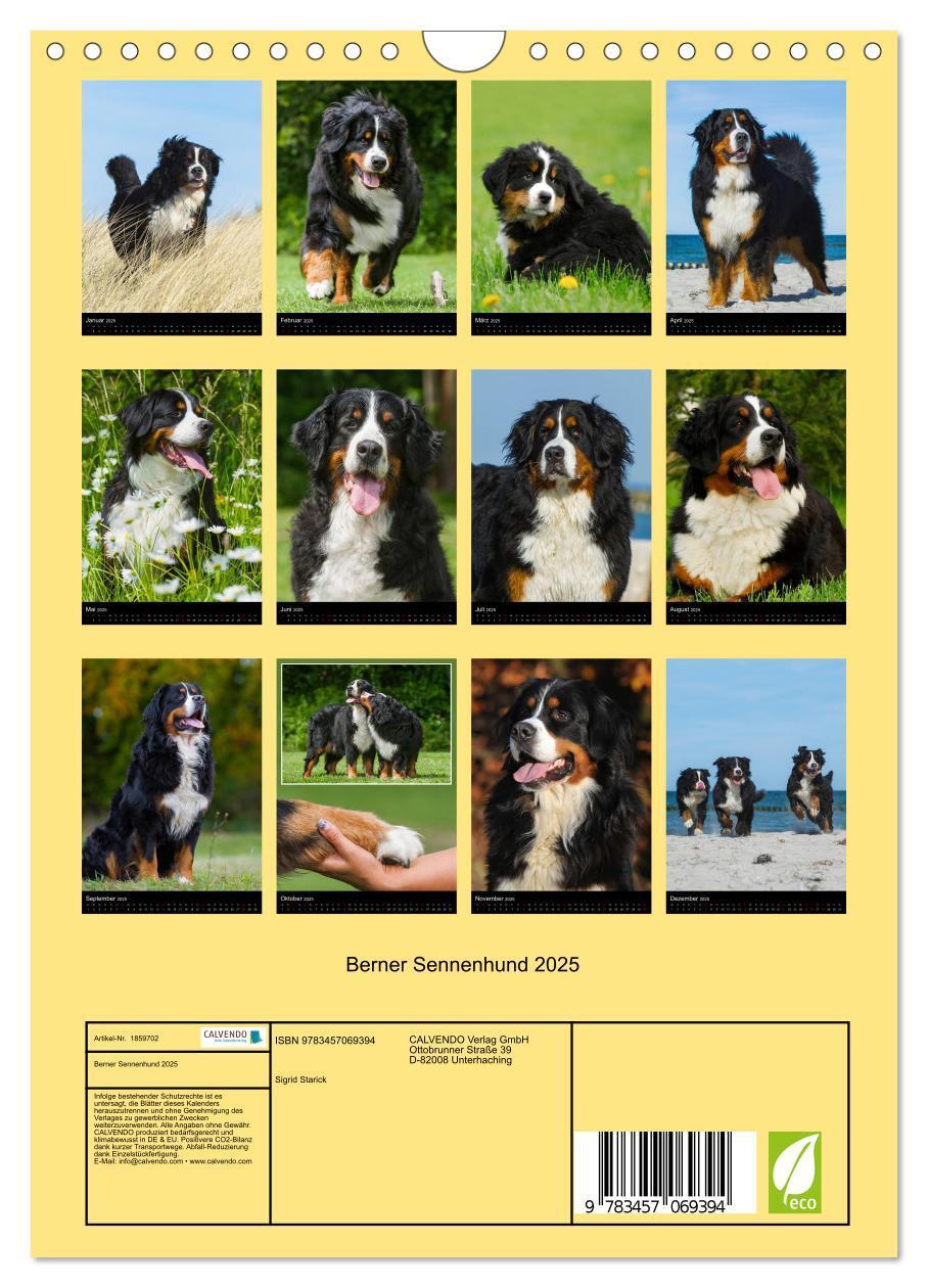 Bild: 9783457069394 | Berner Sennenhund 2025 (Wandkalender 2025 DIN A4 hoch), CALVENDO...