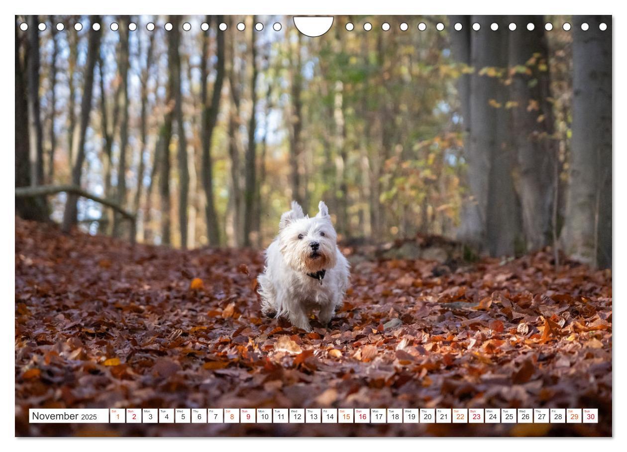 Bild: 9781325930739 | West Highland White Terrier - Your charming companion (Wall...