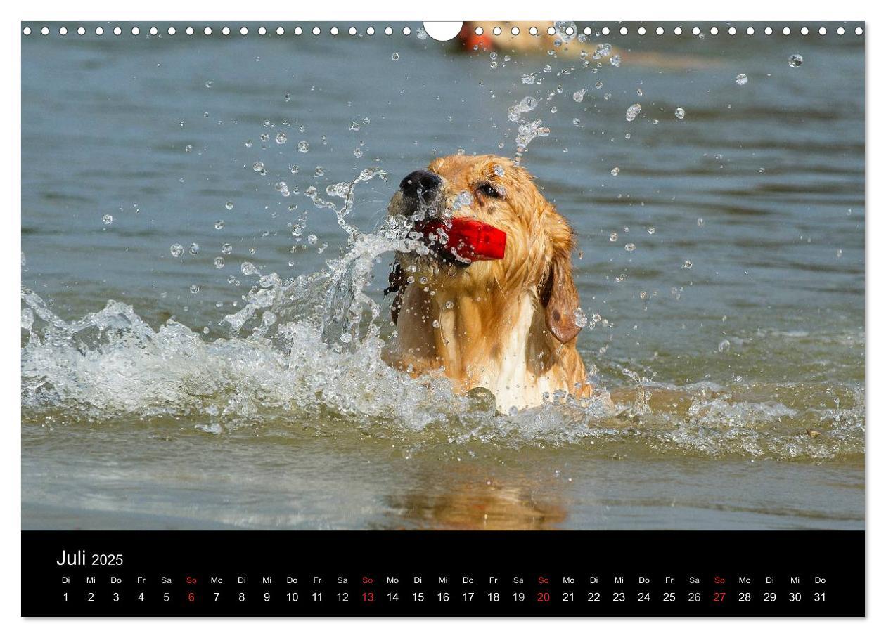 Bild: 9783435802050 | Golden Retriever - Ein Herz auf 4 Pfoten (Wandkalender 2025 DIN A3...