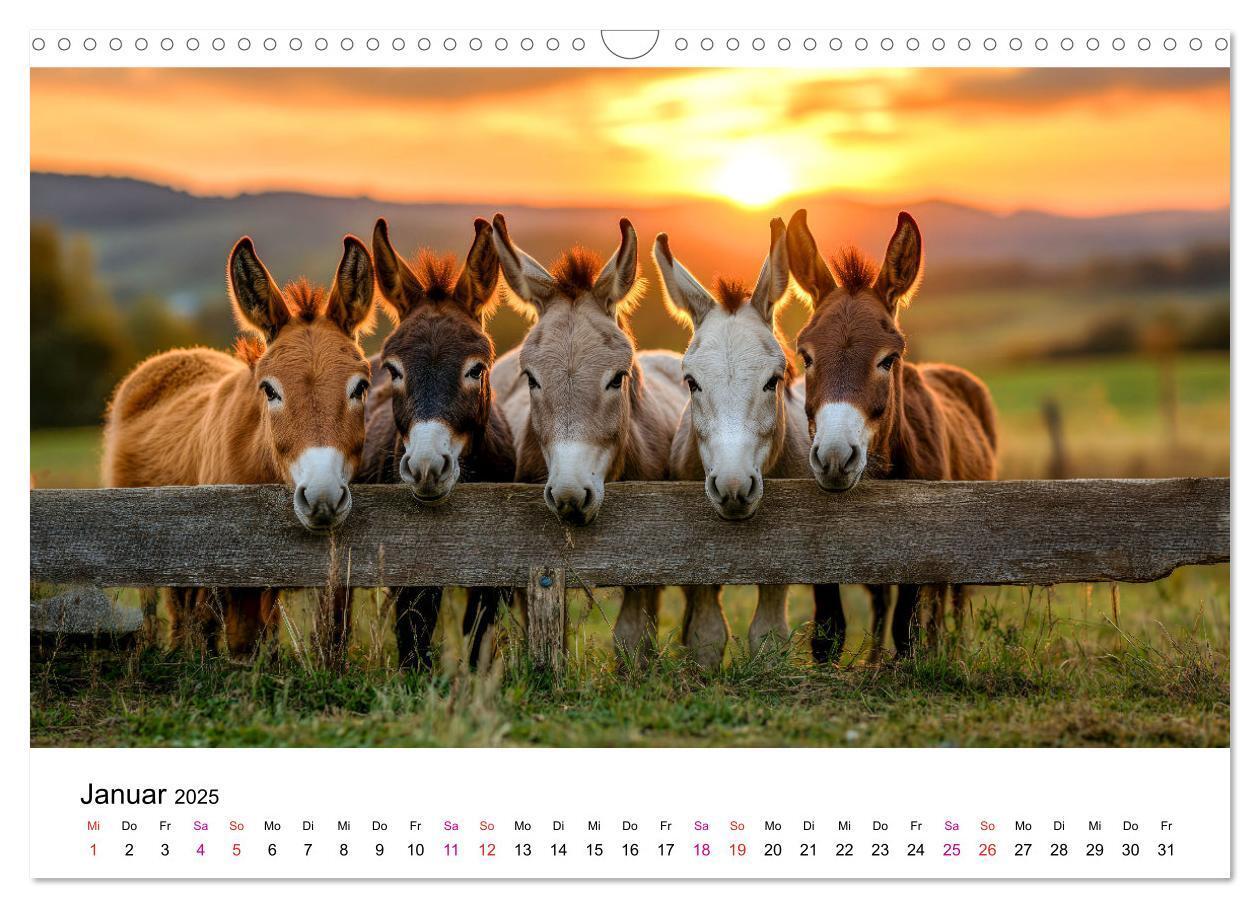 Bild: 9783457215197 | Esel - neugierige Typen (Wandkalender 2025 DIN A3 quer), CALVENDO...