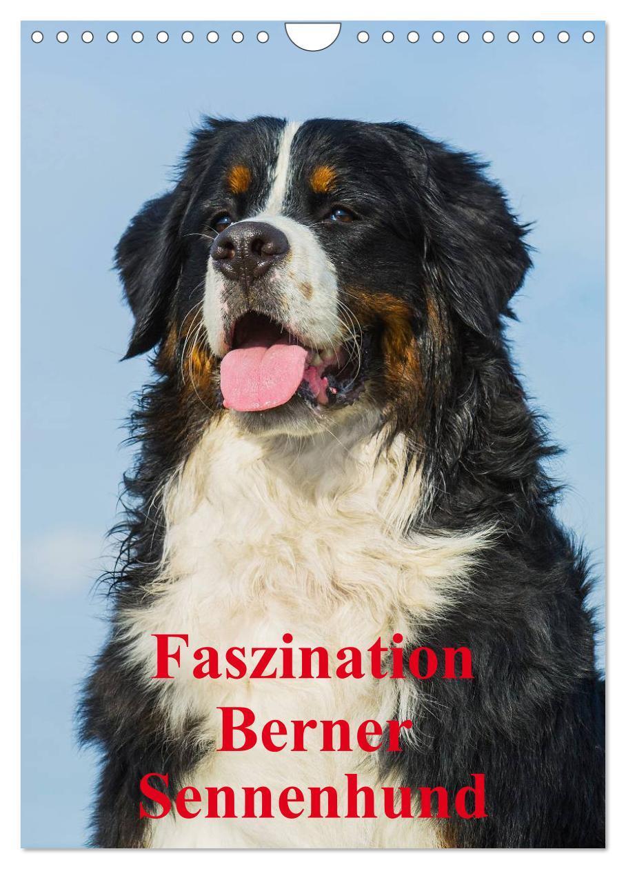 Cover: 9783383472299 | Faszination Berner Sennenhund (Wandkalender 2024 DIN A4 hoch),...