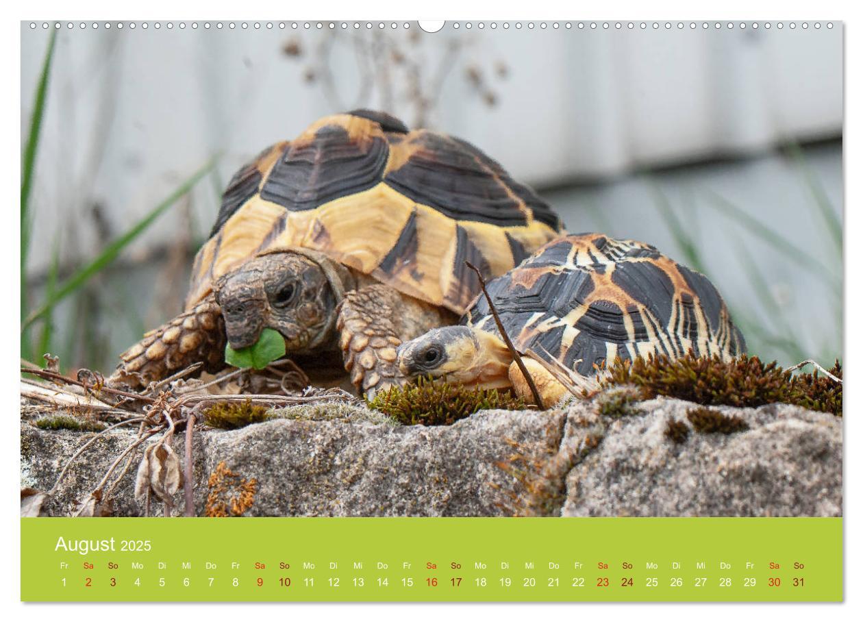 Bild: 9783435315055 | Meine Schildkröten (Wandkalender 2025 DIN A2 quer), CALVENDO...