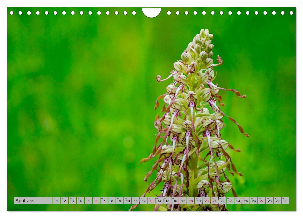 Bild: 9783435537204 | Orchideenwiese 2025 (Wandkalender 2025 DIN A4 quer), CALVENDO...