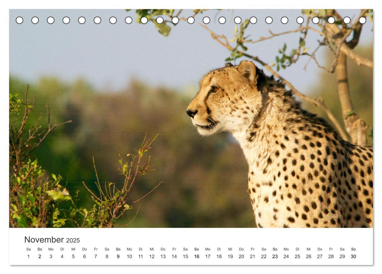 Bild: 9783383956713 | Botswana - Grandiose Wildnis (Tischkalender 2025 DIN A5 quer),...