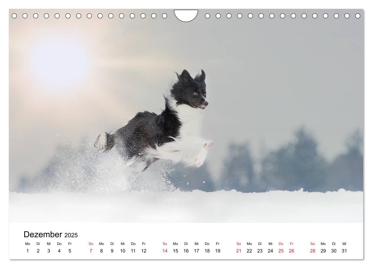 Bild: 9783435191802 | Border Collie - Bunt und clever! (Wandkalender 2025 DIN A4 quer),...