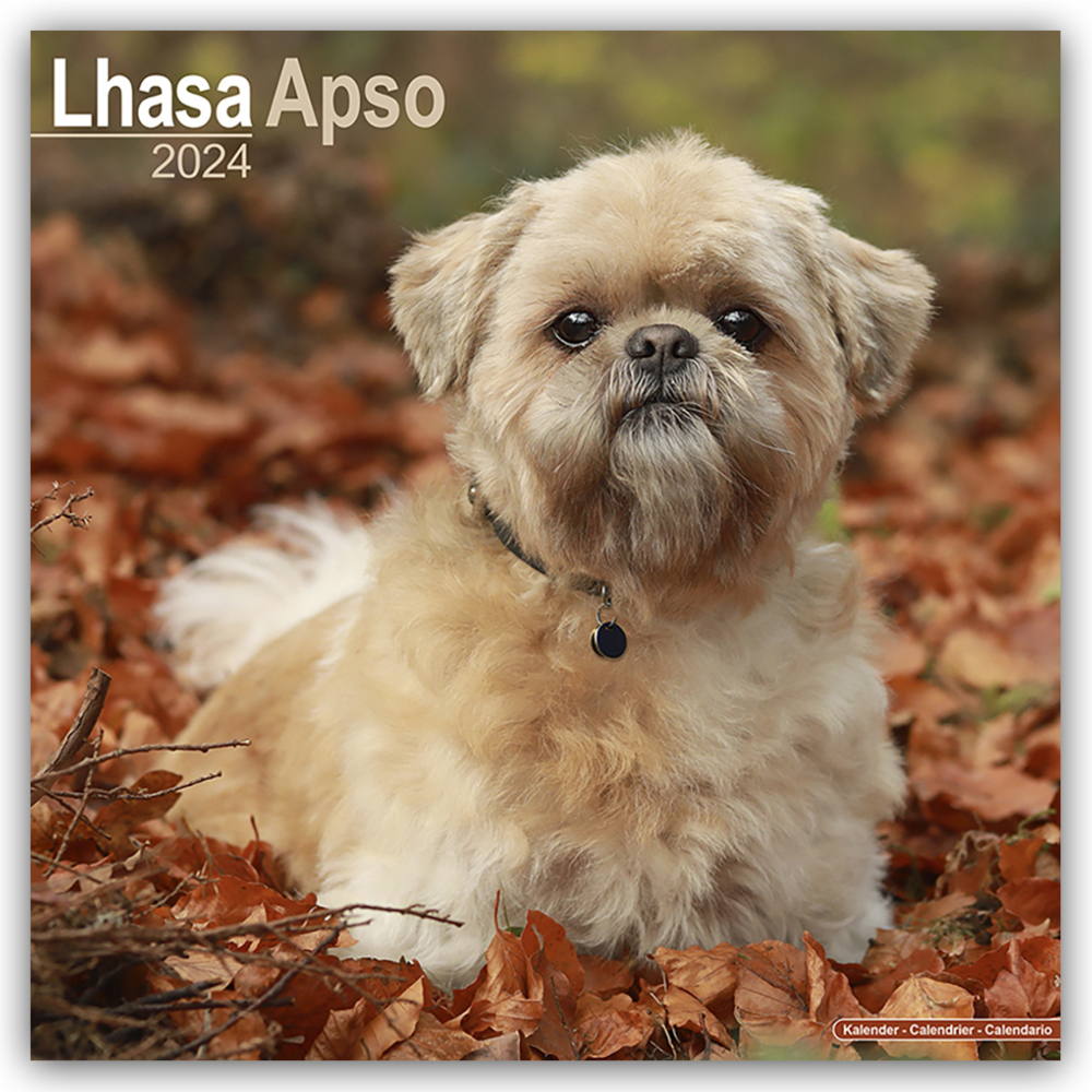 Cover: 9781804600665 | Lhasa Apso - Lhasaterrier 2024 - 16-Monatskalender | Ltd. | Kalender