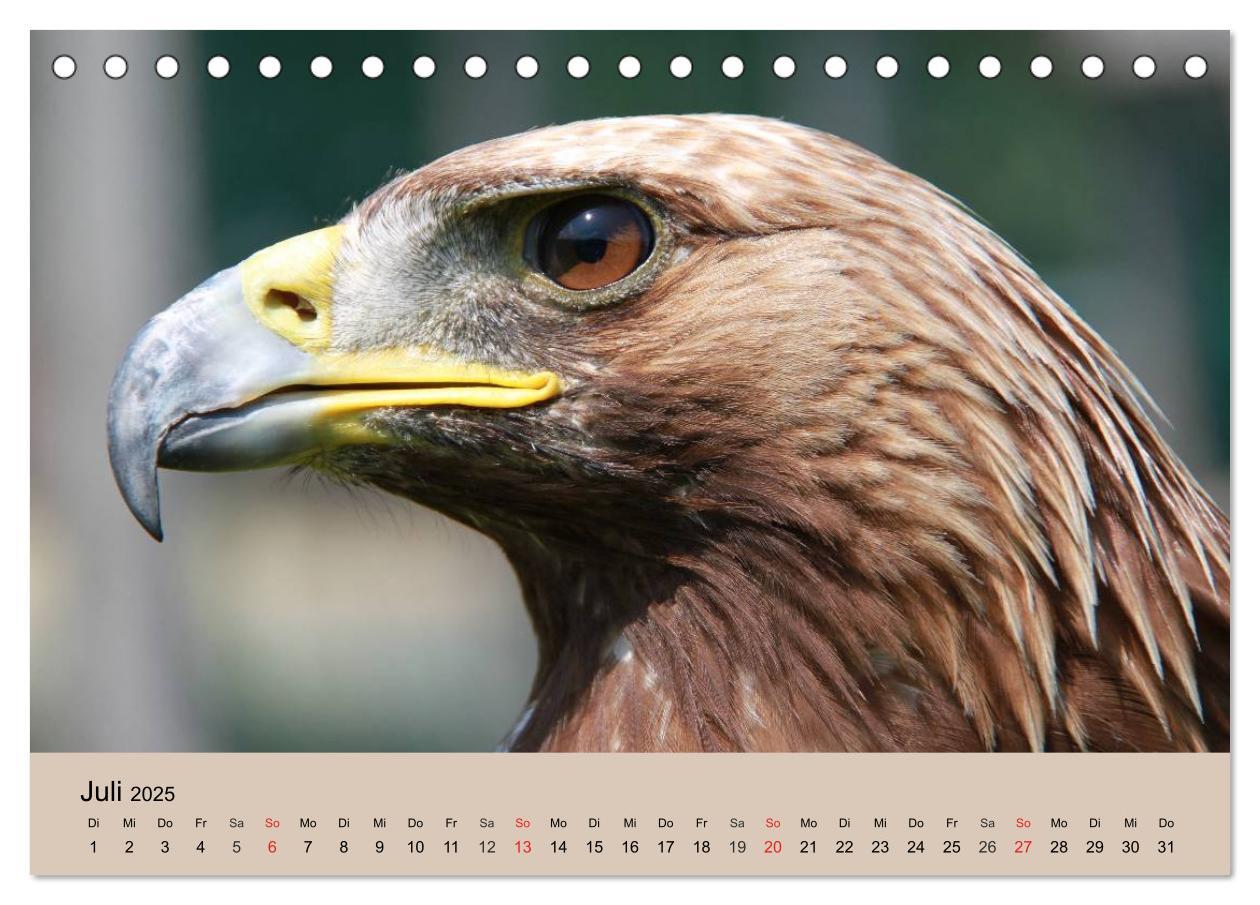 Bild: 9783435514298 | Der Steinadler. Majestätischer Greifvogel (Tischkalender 2025 DIN...