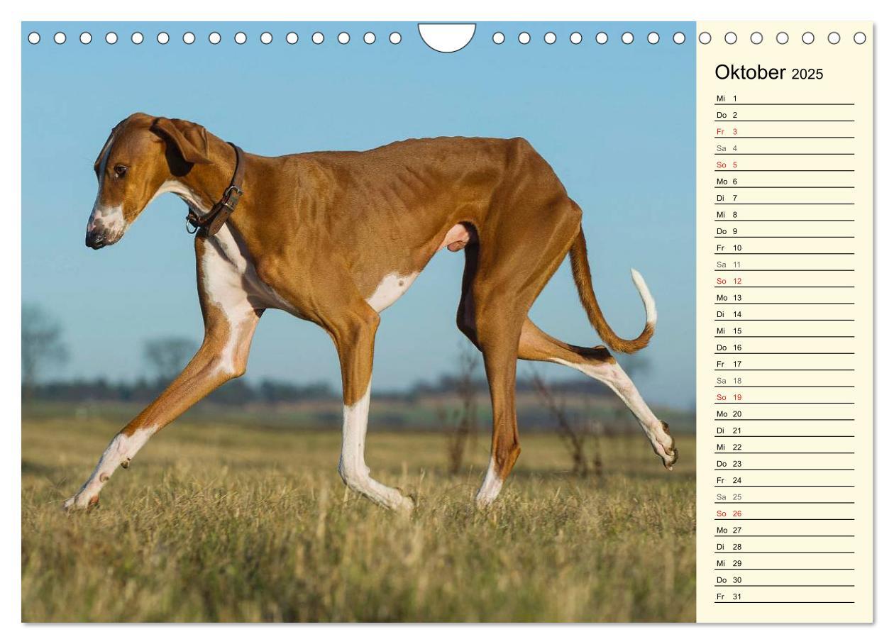 Bild: 9783435541652 | Windhund der Wüste - Der Azawakh (Wandkalender 2025 DIN A4 quer),...