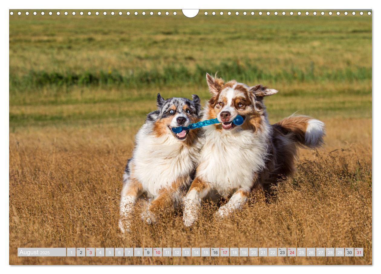 Bild: 9783435547197 | Australian Shepherd 2025 (Wandkalender 2025 DIN A3 quer), CALVENDO...