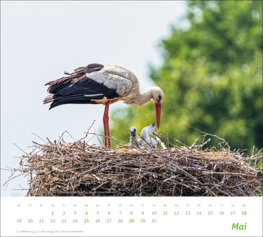 Bild: 9783756406913 | Heimische Tiere Bildkalender 2025 | Kalender | Spiralbindung | 14 S.