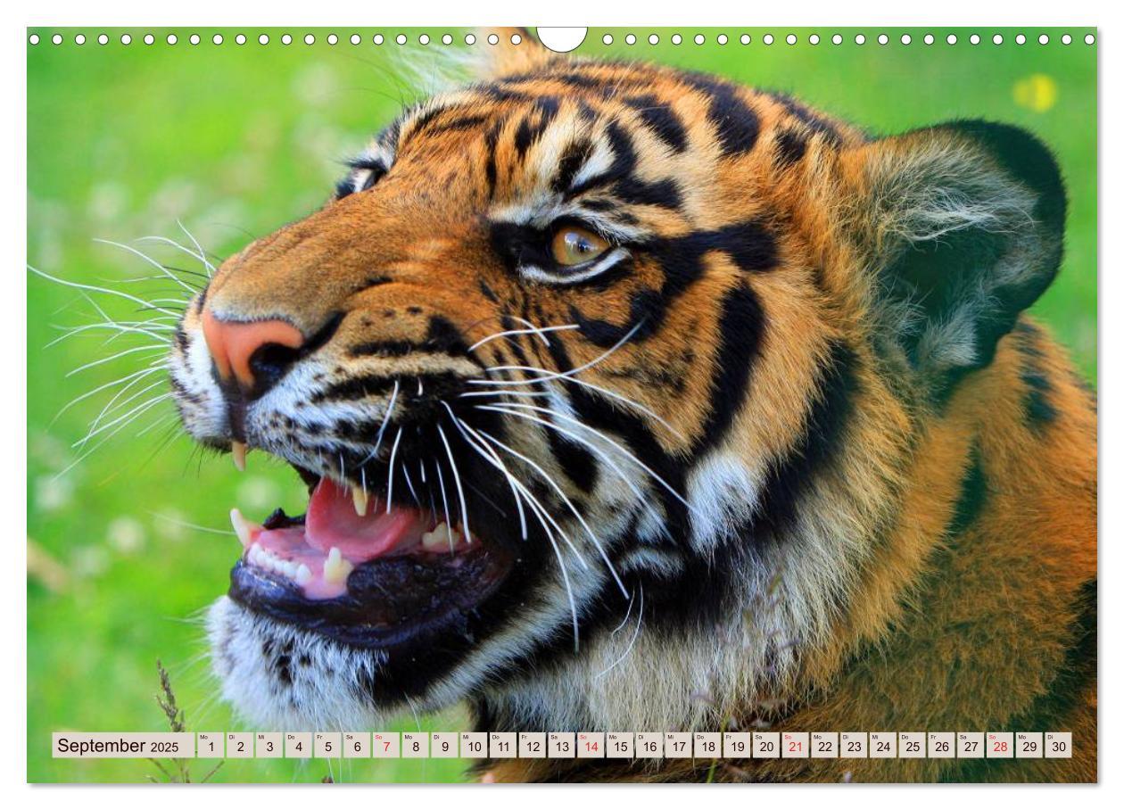 Bild: 9783435738533 | Tiger. Gestreift, wild u. schön (Wandkalender 2025 DIN A3 quer),...