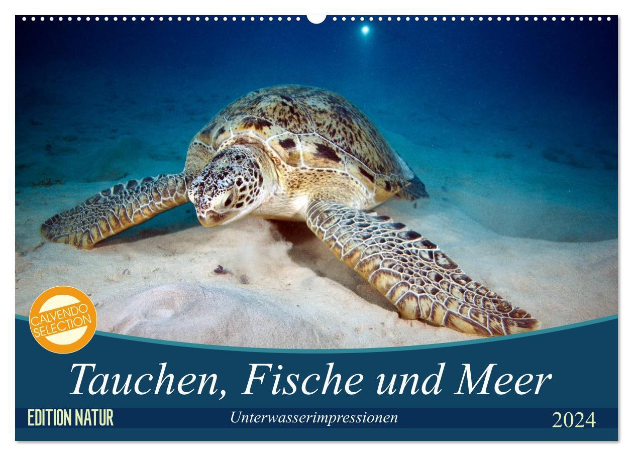 Cover: 9783383194979 | Tauchen, Fische und Meer (Wandkalender 2024 DIN A2 quer), CALVENDO...