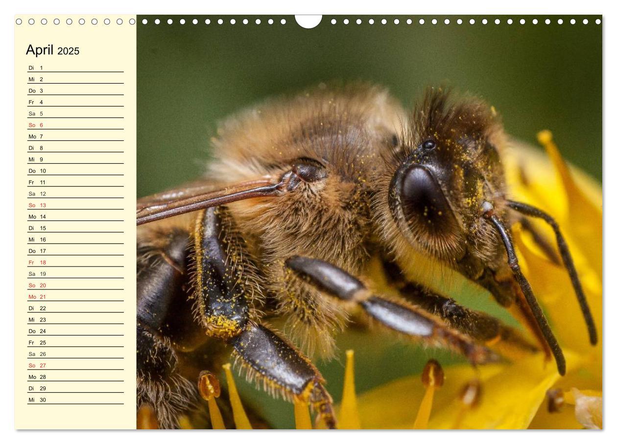 Bild: 9783435513970 | Fleißige Bienen. Von der Blüte bis zum Honig (Wandkalender 2025 DIN...