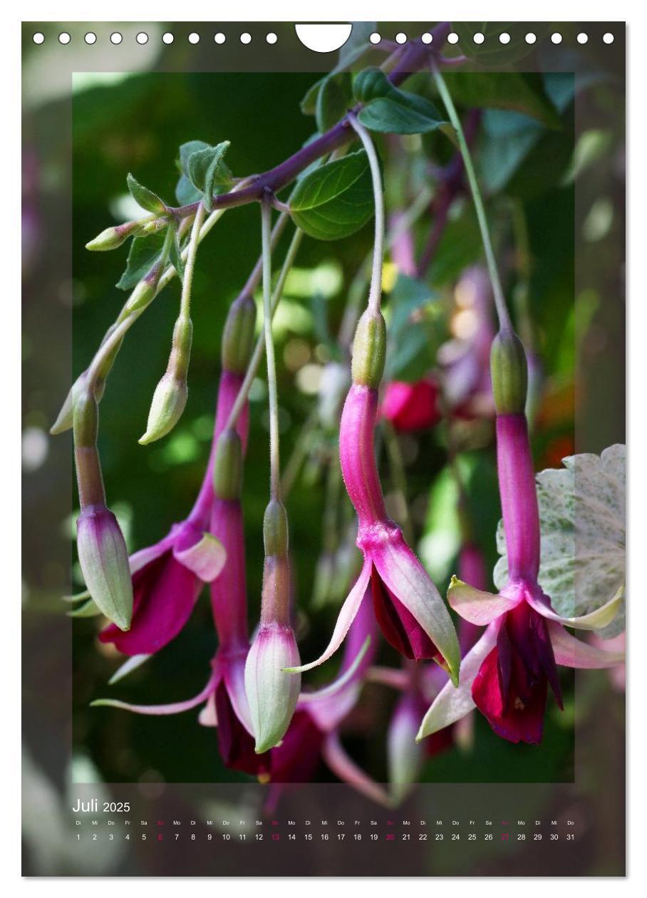 Bild: 9783457050545 | Faszinierende Fuchsien (Wandkalender 2025 DIN A4 hoch), CALVENDO...