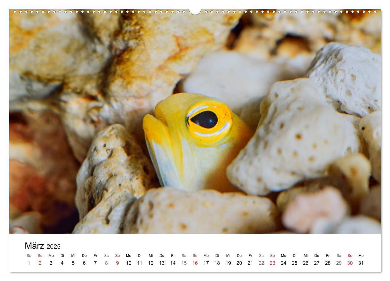 Bild: 9783435793587 | Fischzauber - Wundervolle Aquarienfische (Wandkalender 2025 DIN A2...