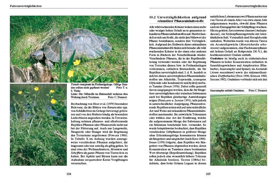 Bild: 9783866594838 | Ernährung von Landschildkröten | Carolin Dennert | Taschenbuch | 2022