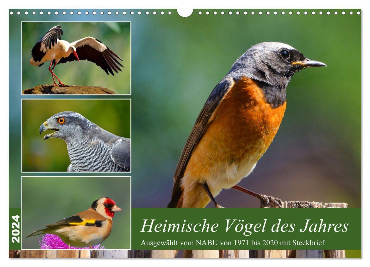 Cover: 9783383648540 | Heimische Vögel des Jahres (Wandkalender 2024 DIN A3 quer),...