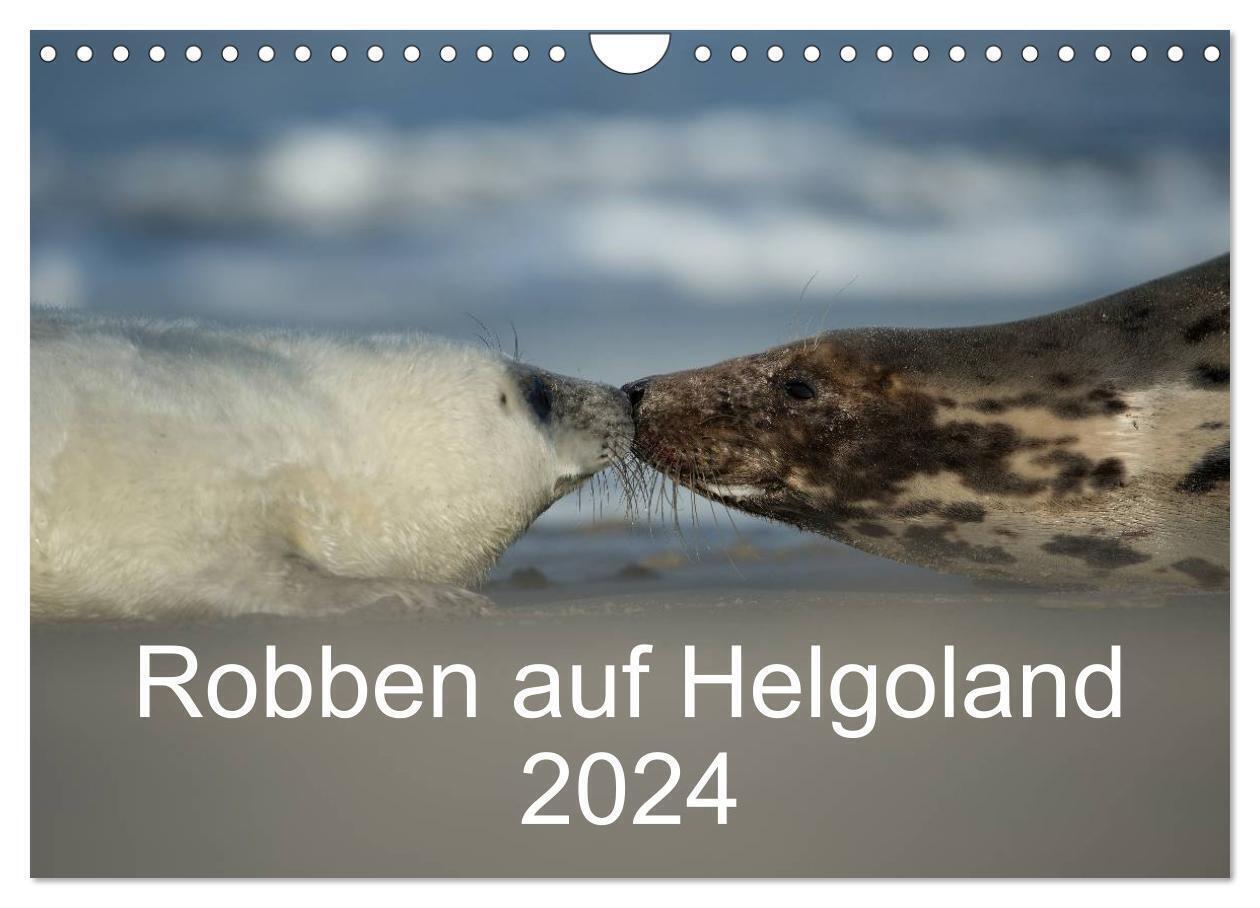 Cover: 9783383515965 | Robben auf Helgoland 2024 (Wandkalender 2024 DIN A4 quer), CALVENDO...