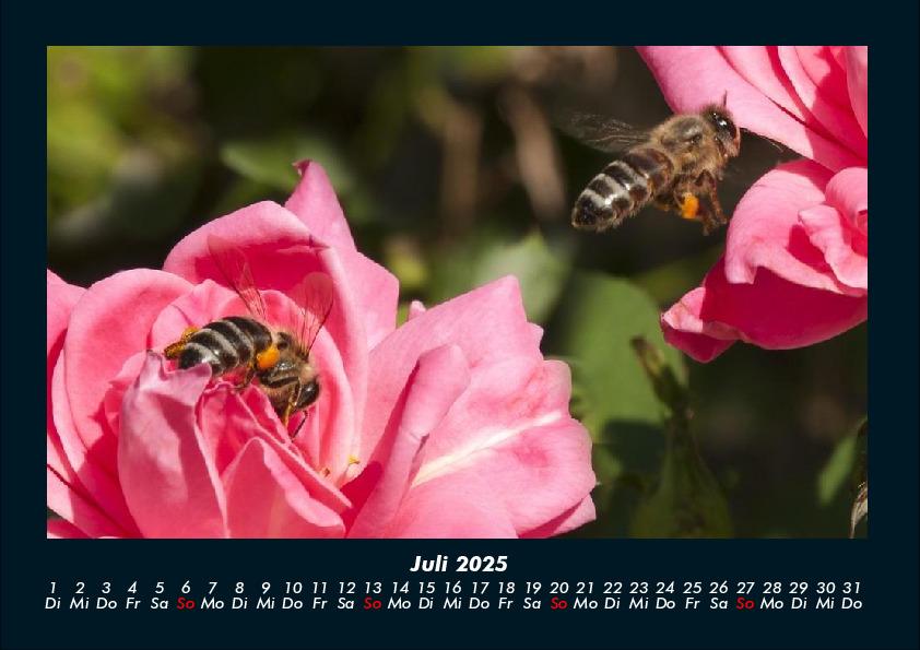 Bild: 9783755970637 | Rosen-Kalender 2025 Fotokalender DIN A4 | Tobias Becker | Kalender