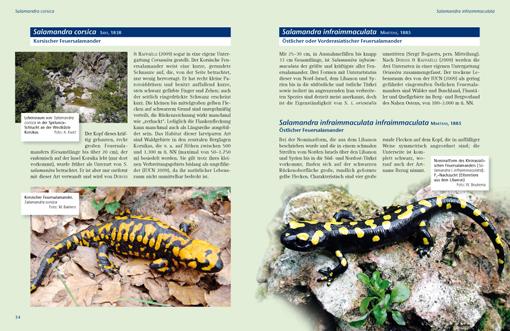 Bild: 9783866591561 | Feuersalamander | Stefan Schorn (u. a.) | Taschenbuch | 141 S. | 2011